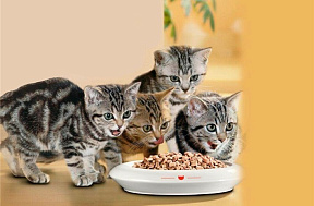 Как выбрать корм для котенка?