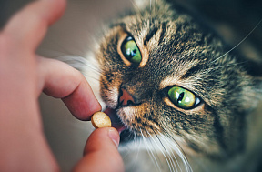 Какие витамины можно давать кошке 