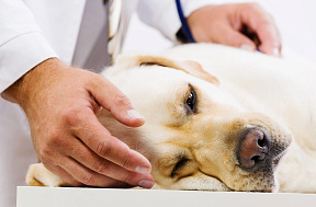 Лечение цистита у собаки