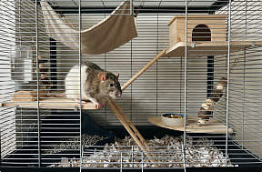 Содержание крысы в домашних условиях