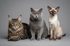 Какую породу кошки выбрать?