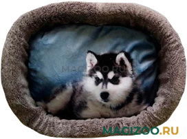 Лежак для собак PerseiLine Rich Breed Дизайн № 3 принт 30 овальный 44 х 33 х 16 см  (1 шт)