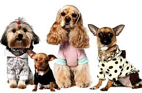 Шишка под кожей на теле у собаки: на спине, животе, шее или голове питомца