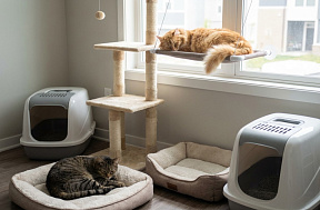 Как подружить кошек в одном доме?