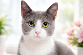 Корм Whiskas: ассортимент, особенности и преимущества