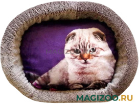 Лежак для кошек PerseiLine Rich Breed Дизайн № 3 принт 4 овальный 44 х 33 х 16 см  (1 шт)