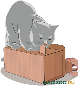 Интерактивная игрушка для кошек КЭТбоксинг АНТИЦАРАПКИ (1 шт)