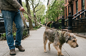 Выбор поводка для собак