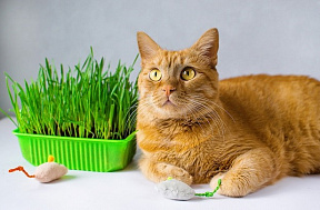 Какая трава полезна для кошек?