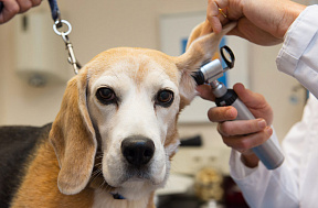 Строение ушного аппарата собаки, уход за ушами