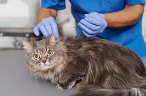 Что надо знать о стерилизации кошек?