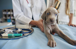 Вирусный энтерит у собак: виды, симптомы, лечение
