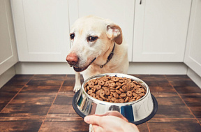 Как повысить аппетит у собаки?