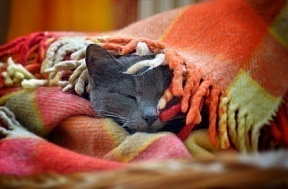 6 причин, почему кошки спят с хозяевами и что с этим делать