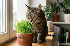 Какая трава полезна для кошек?
