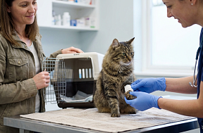 Как вылечить свищ у кошки?