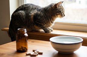 Какие витамины давать кошке от выпадения шерсти?