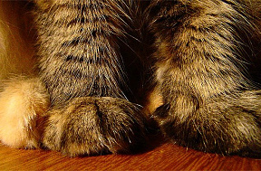 Почему кошки мурчат и что означает, когда они перестают мурчать