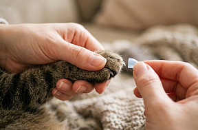 Антицарапки для кошек: как одеть колпачки для когтей