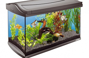 Как выбрать аквариум?