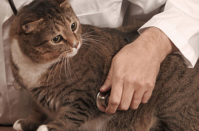 Мочекаменная болезнь у котов: факторы риска, симптомы и лечение